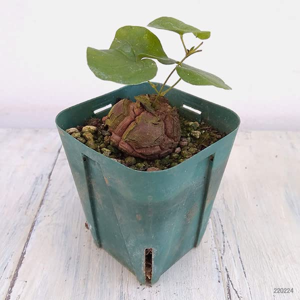 Amazon｜ディオスコレア（亀甲竜）：エレファンティペス 2.5号[塊根