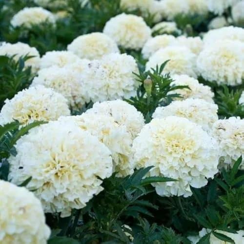 Image of Low Maintenance Hybrid Flower Seeds Combo Pack- All Year Flower Seeds Supply (MARIGOLD 3 VARIETIES)