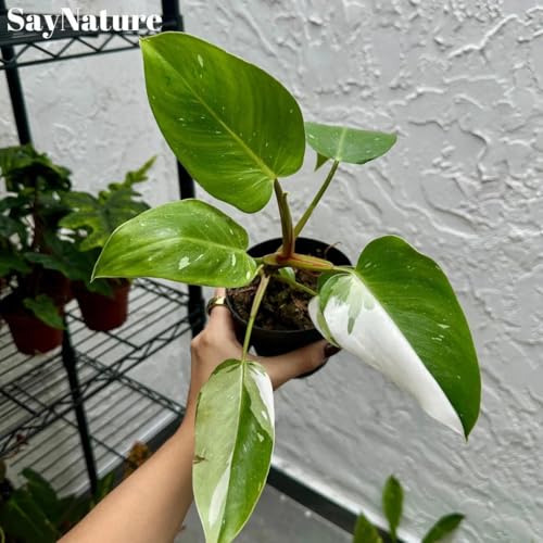 Philodendron White Princess 4 Inch Pot - Rare Philodendron Live Indoor Plant - Variegated Plants - Tropical House Plants - Exotic Plants