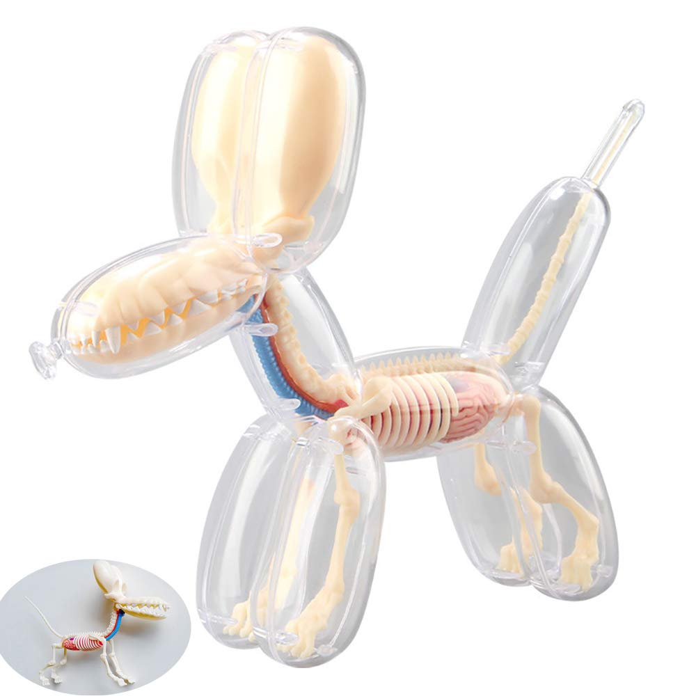 4DMASTER Balloon Dog Anatomy バルーンドッグ 4d Dog Anatomy Model, Big Balloon Dog Transparent Skeleton