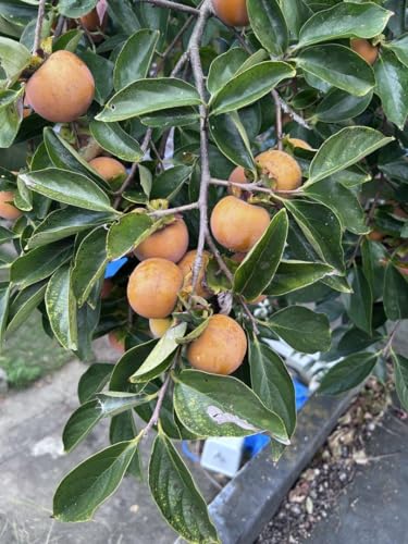 禅寺丸柿 5キロ 農薬不使用 化学肥料不使用のサムネイル