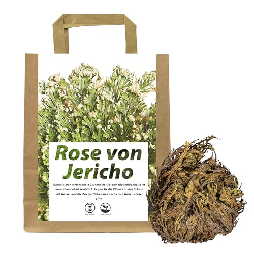 IFLO® Rose von Jericho XL Premium Set - Große Selaginella Lepidophylla Knollen - Echte Auferstehungspflanze Wüstenrose - Pflegeleichte Zimmerpflanze Deko Geschenk (Einzelknolle XL - Premium Größe)