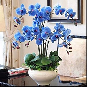 . Nuovo arrivo 100pcs / bag Rare orchidea, orchidea Bonsai, Rare Orchidea piante, bonsai piante Fiore, Crescita naturale, Flora per la casa Giardino: 14: Only Seeds