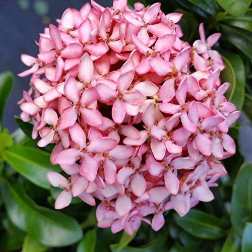 NurseryNature Ixora Mini Dwarf (Pink) Plant/Flower Plant (B07GBCJH55) Amazon Price History, Amazon Price Tracker