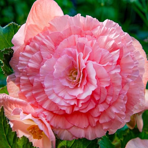 Begonia Double Rose Collection - 5 Bulbes de Fleurs à Planter Exterieur - Plante Exterieur Jardin - Naturelle Plantes de Hollande (pas de graines, non artificielle)