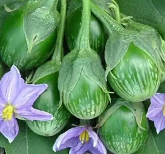 75+ Brinjal Seeds (Makra Green Round) – Non-GMO, Fast Growing Seeds for Terrace or Backyard Gardening-image-25