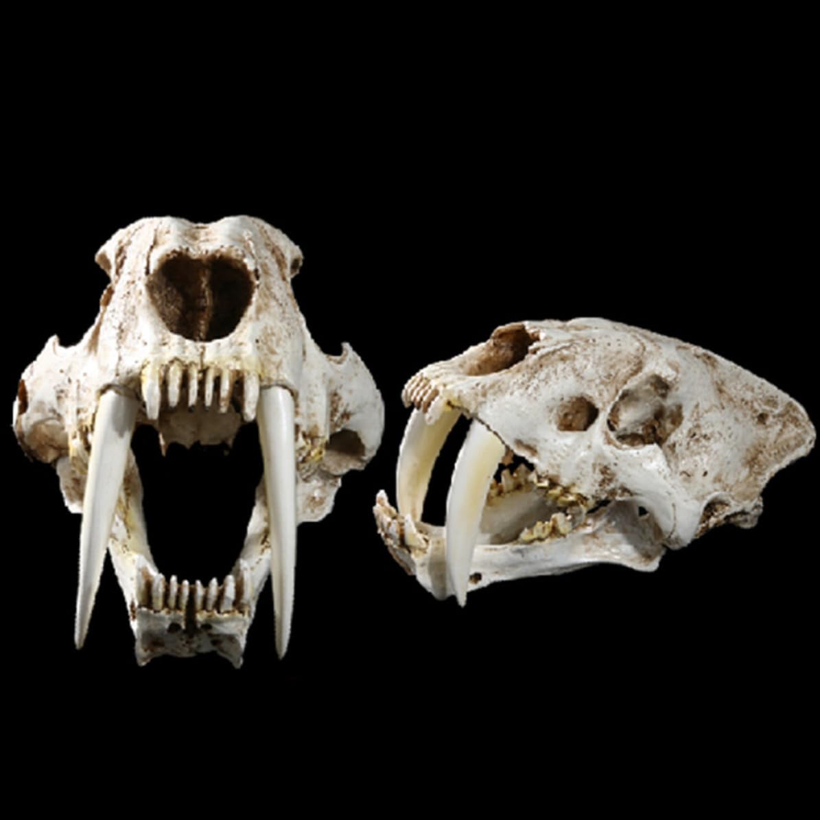 Säbelzahntiger Totenkopf Ornamente aus Kunstharz, Halloween Geschenkideen