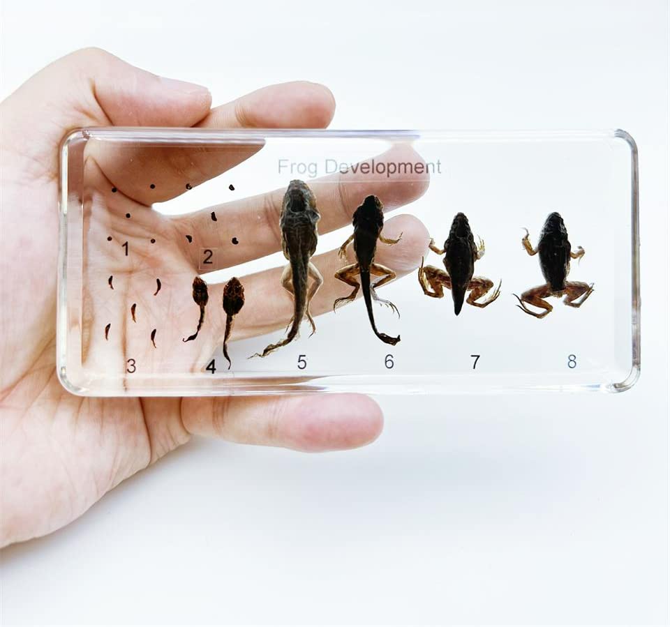 Miniatura 2 de Insectos de resina, especímenes de insectos, preservación de resina, ámbar de resina para educación científica infantil, colección (historia de