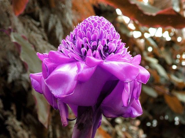 Ritz Farming Torch Ginger Lily Flower Bulbs | purple Flowering bulbs for Gardening Pack of 1 bulbs (B0CTHBZ84Y) Amazon Price History, Amazon Price Tracker