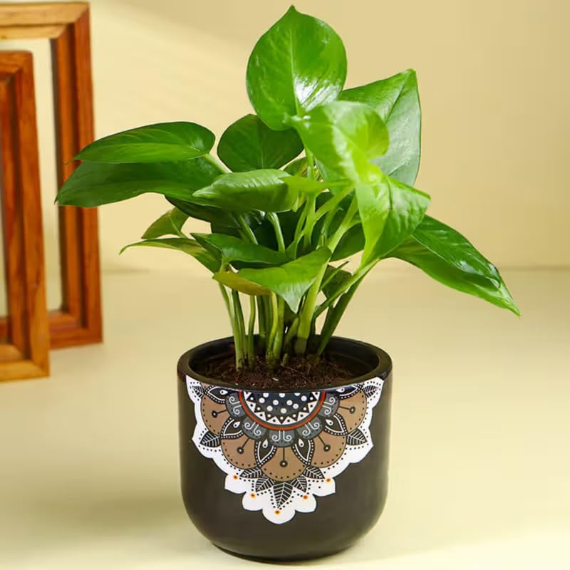 FlowerAura Air Purify Good Luck Money Live Indoor Plant In Black Mandala Terracotta Pot For Gifting, Living Room, Balcony, Kitchen, Home Decor, Office Desk Decor, Window Decor (Same Day Delivery)