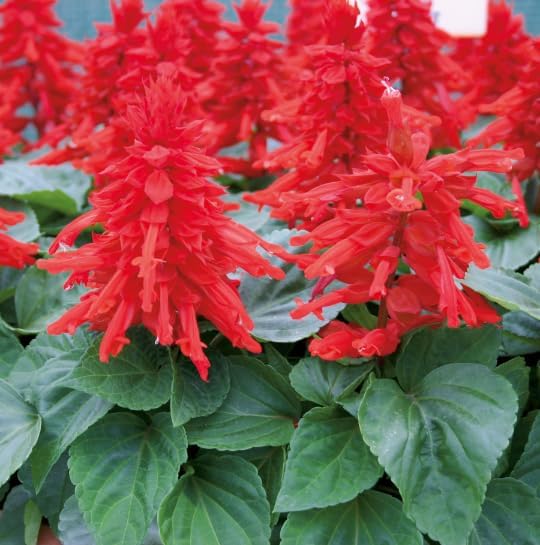 Salvia splendens Vista Red 6 Plug Plants Bedding Plants Amazon.co