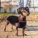 Hjyokuso Dackel Pullover - Fleece Hundepullover für Kleine Hunde, Dackel Kleidung, Shirts für Hunde, Dachshund Sweater