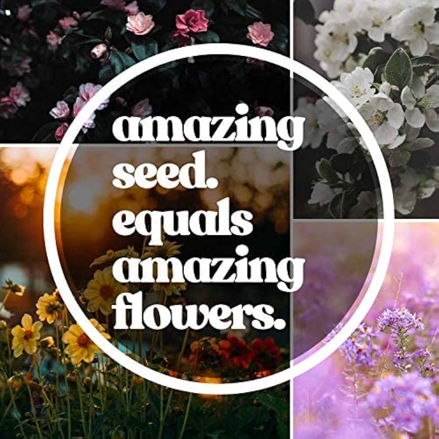 Amazon.com : All Annual Wildflower Mix Seed for Planting - 1