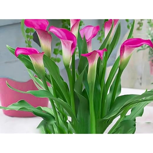 Pink Peace Lily Indoor Plant with Grow Bag