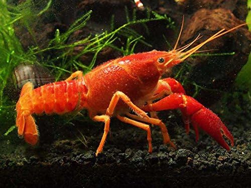 Swimming Creatures™ 1 Freshwater Live Lobster Crayfish (Fiery Tangerine)