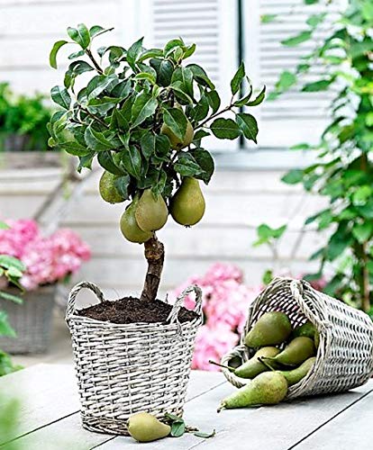 Mphmi Plants Grafted Pear Fruit Plant/Nashpati plant (3 ft) Outdoor Living Indoor Plants (B0918P7Y1T) Amazon Price History, Amazon Price Tracker