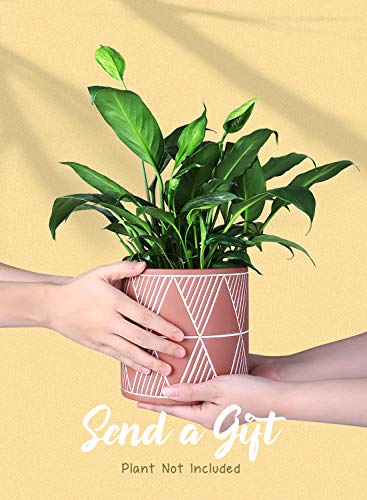 Greenaholics Plant Pots- 4.75 inch Cement Planters Flower Pots, for Snake Plant, Medium Indoor Plant, Vintage Style, Unglazed Medium Bonsai, with Drainage Hole, Terracotta - Thumbnail 5