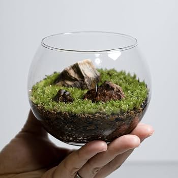 Amazon|ホソバオキナゴケ|テラリウム用苔パック|観葉植物 Amazon|ホソバオキナゴケ|テラリウム用苔パック|観葉植物