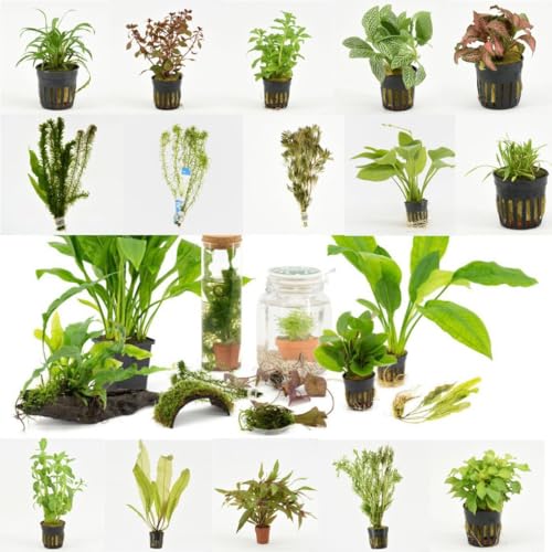 IFLO Wasserpflanzen Set 6er Mix lebende Aquariumpflanzen im Topf pflegeleicht schnellwachsend gegen Algen für Süßwasseraquarien mittlere Aquarien