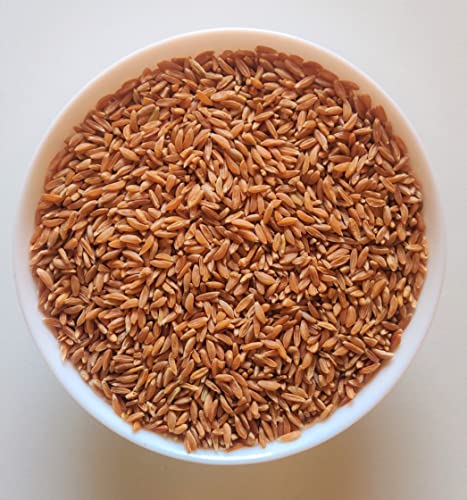 Image of Organic Khapli Wheat Grains Seeds (5 Kgs) | Khapli Gehu Ka Seeds | For Farming, Sowing & Agriculture Use | Produce of India | 100% Natural & Non-GMO | By Eywa