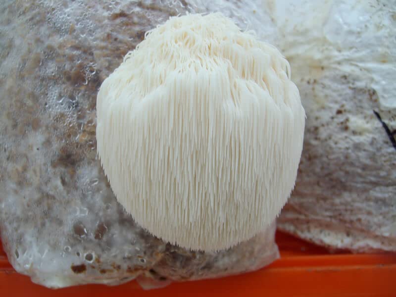 Monday Square Lion'S Mane Mushroom Spawn/Seeds Edible Co2 Variety 450 G Seed,Set Of 2 (225Gms*2)