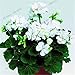Produktbild HONIC Echt tiefrot 100 Stück Geranium Bonsai Recht reizend Blumengarten Pelargonium Peltatum Pflanze Easy Grow: 3