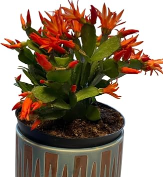 Easter Cactus Plant 5-6 Inch Tall, Spring Cactus Rhipsalidopsis Plant, Grow Indoor or Outdoor- Orange Easter Cactus Flower