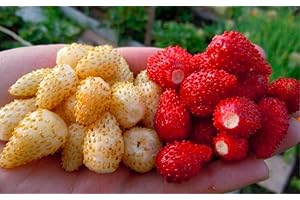 Wild Alpine Strawberry Red & Yellow Mix Non-GMO Seeds
