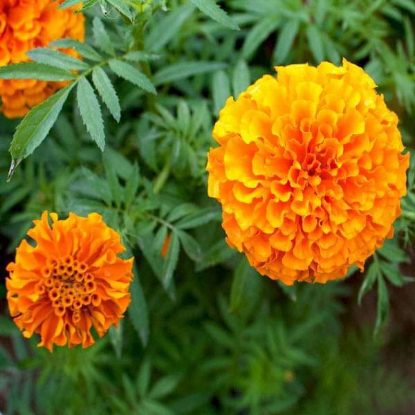 WoFLoo Mari Gold French Royals (chendumalli,Gendaa) Ornamental Plant Flower plant for Home Garden Terrace Apartments Balcony Pack of 1 (B0BF55TH4J) Amazon Price History, Amazon Price Tracker