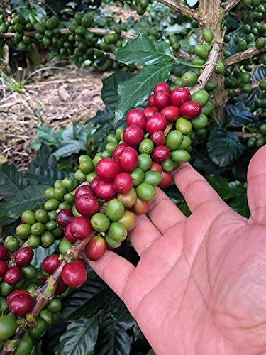 Miniatura 3 de Don Leo Café de El Salvador - Grano Entero