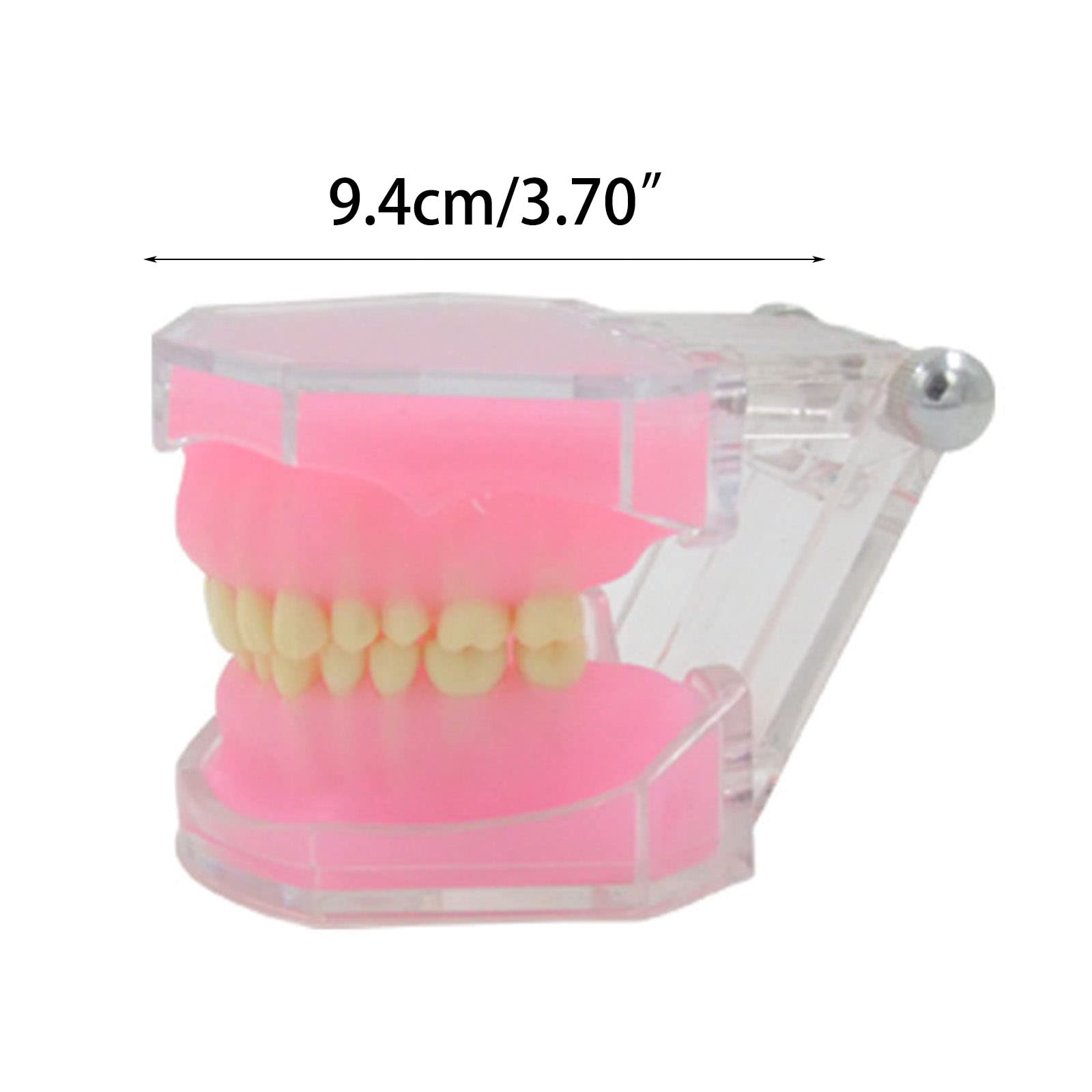 Typodont W Pełni Odłączane Narzędzie Do Nauczania Stomatologicznego Szpitalny Model Stomatologiczny, Wyszukiwanie Zębów Odłączanych, Model Stomatologiczny Typodont Do Badań Praktycznych