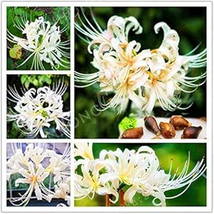 . Promozione! 100 pc/pacchetto Lycoris Bonsai Pianta in vaso bonsai Lycoris radiata bonsai del fiore perenne varietà di impianto completo: 10: Only Seeds