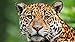 Jigsaw Puzzles para adultos 1000 piezas Puzzle Jaguar cara Puzzles Challenging Puzzle (70 x 50 cm)