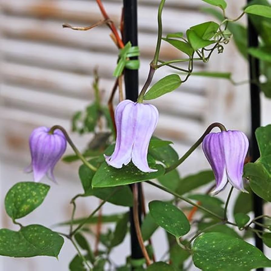 ✿クレマチス最新品種　小苗✿ 人気のベル型のクレマチス苗𓂃𓂂𓍯*.ﾟ 予約受付中です