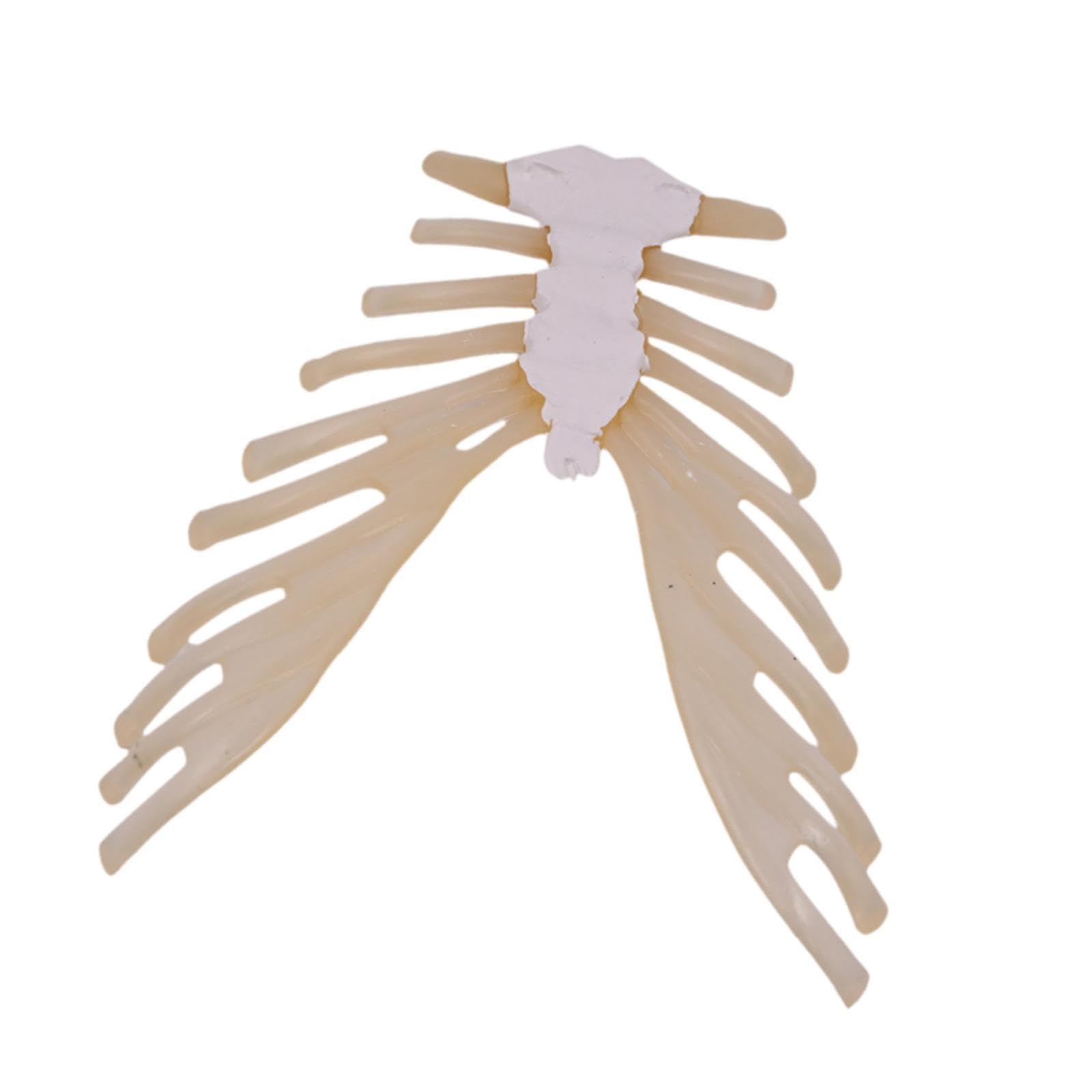 DYNWAVE Sternum Bone Skeleton Model Teaching Supply Science Learning Experiment Classroom Teaching Educational Tool for Gift Children