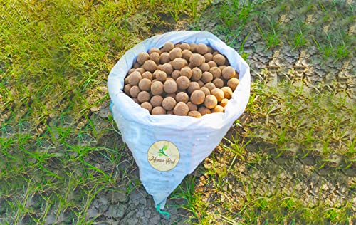 Image of Human Birds International - Seed Balls, Just Throw & Grow, Tree Seed Bombs, Seed Balls Return Gift, Seed Balls of Trees (Fig Seed Balls, 50)
