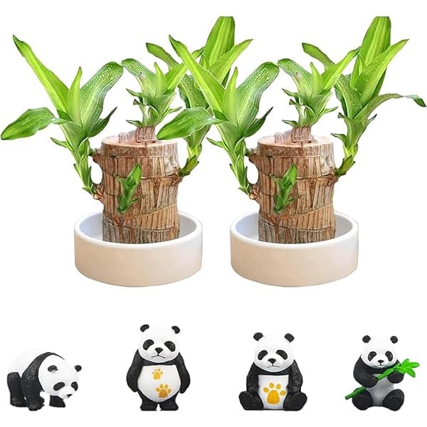 Brazil wood lucky plant (pack of 1) (B0DHLM43KV) Amazon Price History, Amazon Price Tracker
