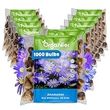 1000 Blaue Anemonenzwiebeln - Xxl-Zwiebel 5 Cm - Anemone Blanda Blue Shades - Für Einen Farbenfrohen Frühlingsgarten, Rabatten Und Töpfe - Premium-Qualität - Organifer