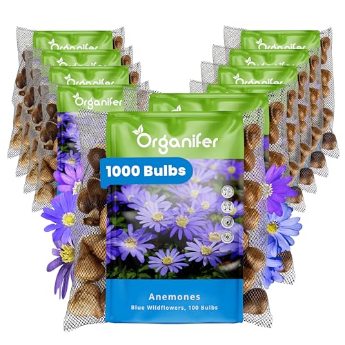 1000 Blaue Anemonenzwiebeln - Xxl-Zwiebel 5 Cm - Anemone Blanda Blue Shades - Für Einen Farbenfrohen Frühlingsgarten, Rabatten Und Töpfe - Premium-Qualität - Organifer