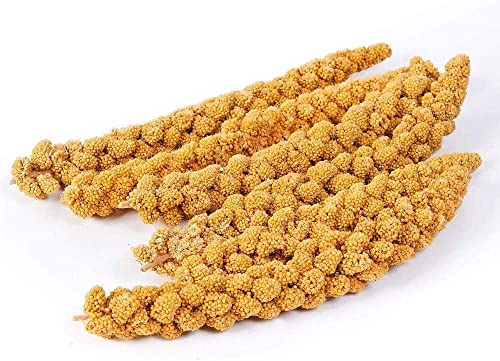 SIPW - Small Animal Hamster Caged Bird Budgie Millet Sprays Sprigs (5 x Sprays of Millet) - Image 4