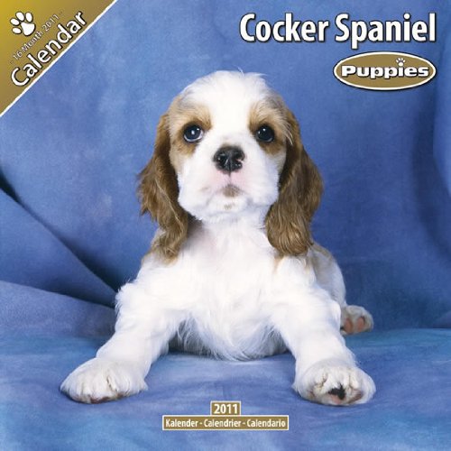  Cocker Spaniel Puppies