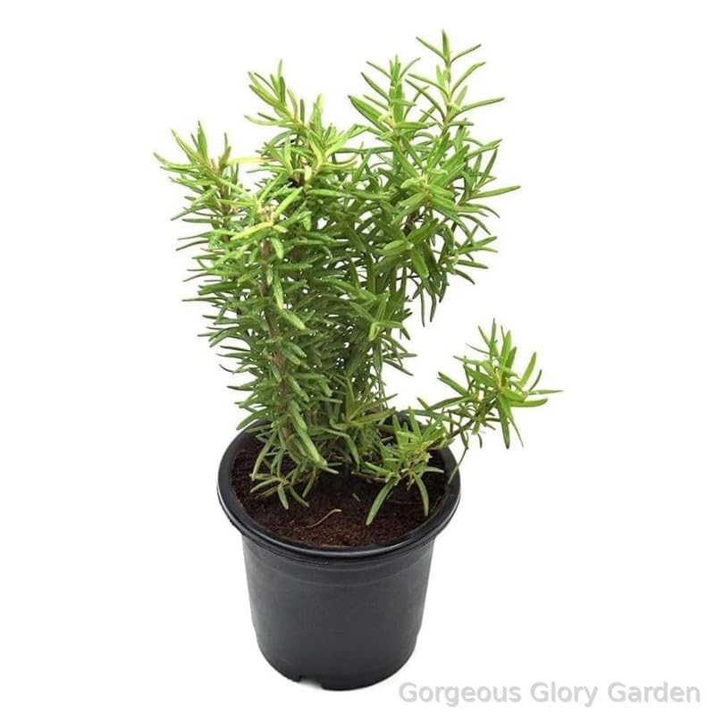 Gorgeous Glory Garden Live Rosemary Live Plant (Rosmarinus Officinalis, Gulmehandi, Rujamari),Organic,Medicinal,Perennial Herb Outdoor Garden and Balcony Plant with Black Pot (B0D9LJD5V1) Amazon Price History, Amazon Price Tracker