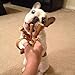 Pawstruck Mini Bully Stick Springs for Dogs (10 Pack) - Natural Bulk Dog Dental Treats, Miniature Beef Best Low Odor Pizzle Stix Spirals
