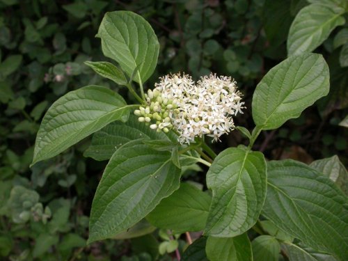 Cornus Sericea_Dogwood (3-5" Pots, Osier- Red Twig) #TOP1