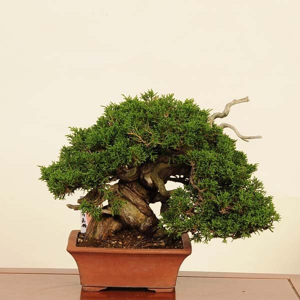 欅 ( けやき / ケヤキ) 盆栽 奥行14cm 横幅14cm 高さ18.5cm