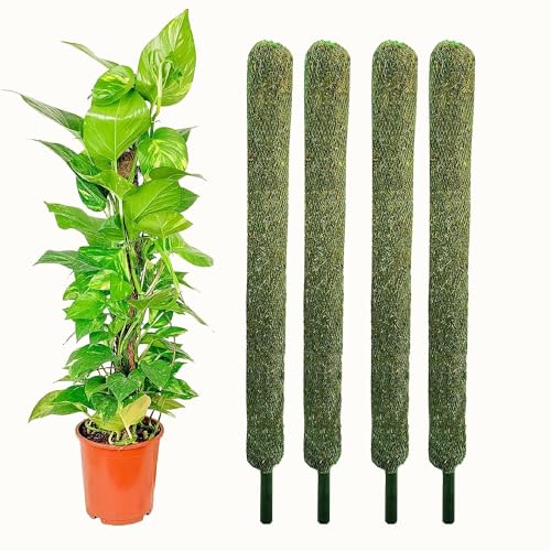Image of IQNEX Plant Support Moss Stick- Green Grass Pole for Plants Support, Support Stick for Money Plant, Climbing Indoor Plants (3ft, Set-4)