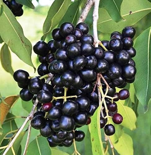 Image of LIVE PLANTS (SMALL, JAMUN)