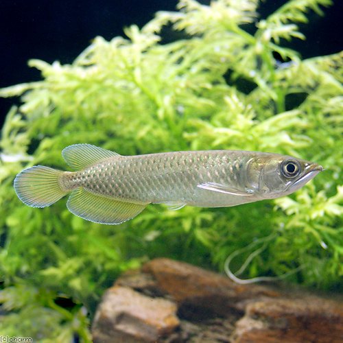 Amazon | （熱帯魚）ノーザン・バラムンディ 12～15cm（1匹） 北海道 