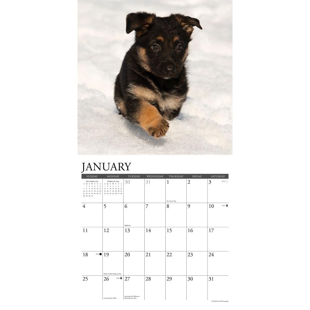 Willow Creek Press, Just German Shepherd Puppies - Calendario de pared 2026, 12 x 12 pulgadas, calendario de 18 meses con encuadernación grapada