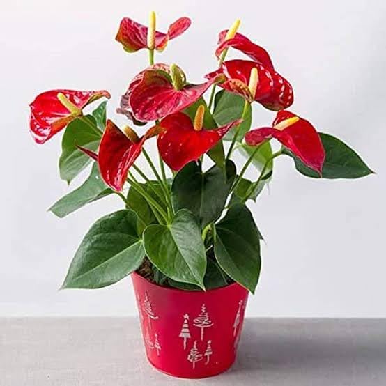 Image of Anthurium Live Plant, Red Flowering Indoor Plant, Baby Plant with Blooms in 30 Days with pot